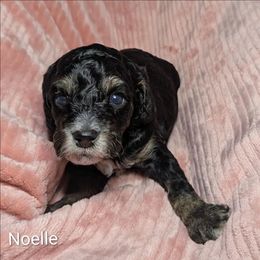 Noelle - Black and tan female Cockapoo puppy in Sunset, Louisiana from Cano Cockapoos