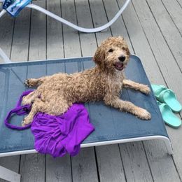 Goldendoodles from Colley's Doodles