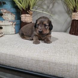 Unity (AKC) - Red female Dachshund puppy in Rainbow City, Alabama from Spinks Puppies