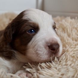 Matcha - Red tri-color female Australian Shepherd puppy in Coatesville, Pennsylvania from Little Acre Aussies