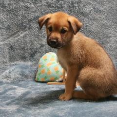Chinook Puppies from Vanguard Chinooks