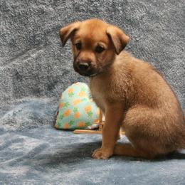 Chinook Puppies from Vanguard Chinooks