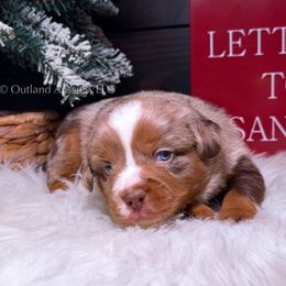 Cedar - RMM - Red merle male Toy Australian Shepherd puppy in Oklahoma City, Oklahoma from Outland Toy & Mini Aussies