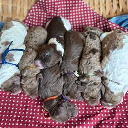 Boy 3 - Chocolate female Goldendoodle puppy in Hesperia, Michigan from Red Acres Poodles & Doodles