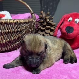 Pretty dark Sable girl - Sable female German Shepherd puppy in Grantsville, Utah from Vom Haus Denfors K9 - Working German Shepherds