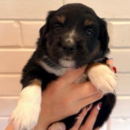 Mochi - Black tri female Miniature Australian Shepherd puppy in Clarksville, Tennessee from Southern Oak Pups