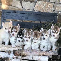 Siberian Husky Puppies from Antler Creek Siberians