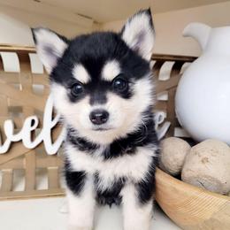 Winnie - Black and white female Pomsky puppy in Sand Coulee, Montana from Big Sky Pomskies