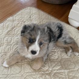 Poppy - Blue merle female Australian Shepherd puppy in Flemington, New Jersey from Aislin Fields