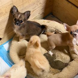 Riley - Black sabled fawn female Chihuahua puppy in Fredericksburg, Indiana from Country Star Chihuahuas