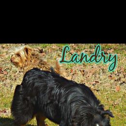 Landry - Miniature Australian Shepherd