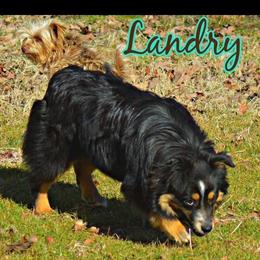 Landry - Miniature Australian Shepherd