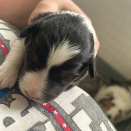 Lavender - Black white and tan female Shetland Sheepdog puppy in Fontanelle, Iowa from Jensen Farms Shelties