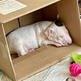 Miniature Bull Terrier Puppies from Tonka Miniature Bull Terriers