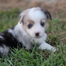 Male 1 - Blue merle and white male American Corgi puppy in Portland, North Dakota from Sliding stop corgis