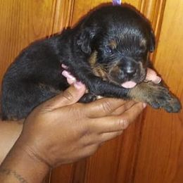 Rottweiler Puppies from Ronald Driver's Rottweilers