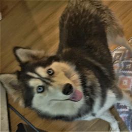 Siberian Husky Puppies from Blue Moon Siberian Husky Haven