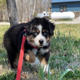 Blackberry - Black tri-color male Australian Shepherd puppy in Hartville, Missouri from Stamper K9’s