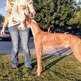 Ibizan Hound Puppies from AirO'Doe Ibizans