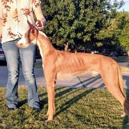 Ibizan Hound Puppies from AirO'Doe Ibizans