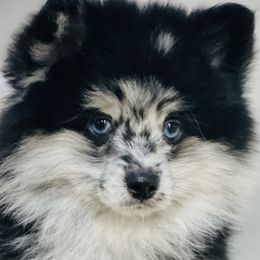 Pomeranians and Pomskies from Thicketty Mountain Pomskies