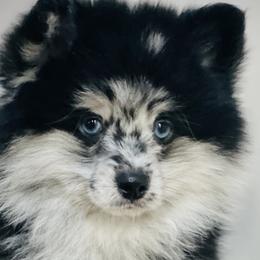 Pomeranians and Pomskies from Thicketty Mountain Pomskies