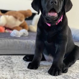 Labrador Retriever Puppies from Stone Haven Labradors