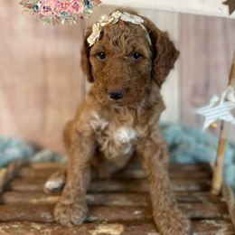 Goldendoodle Puppies from All My Doodles