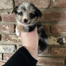 American Corgi and Pembroke Welsh Corgi Puppies from Flying K Corgis
