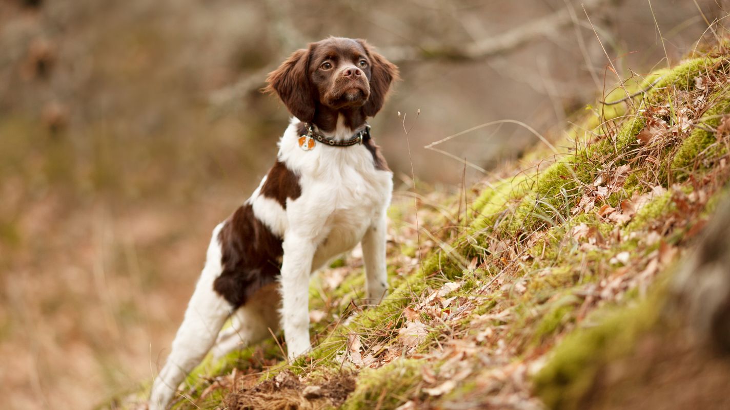 French Spaniel