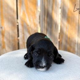 Girl 2 - Black female Bernedoodle puppy in Wamego, Kansas from Doodles of Oz