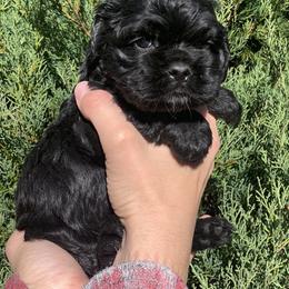 Cocker Spaniel Puppies from Anastasia Knight's Cocker Spaniels