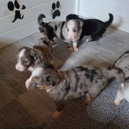 Spur - Blue merle male Miniature Australian Shepherd puppy in Lithia, Florida from Waterford Doodle Farm