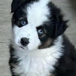 Firefly - Black tri female Toy Australian Shepherd puppy in Bristow, Iowa from Pine Ridge Toy and Mini Aussies