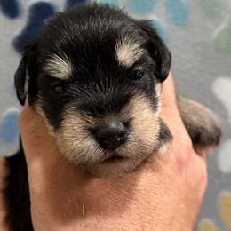 Molly - Black and silver female Miniature Schnauzer puppy in Frankford, Delaware from Miniature Schnauzers of Delmarva