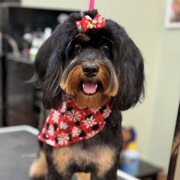 Lucy - Aussiedoodle