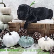 "Nate" - Phantom Double Doodle puppy in Everett, Washington from Big Top Doodles