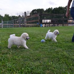 Poodle Puppies from D and D Standard Poodles