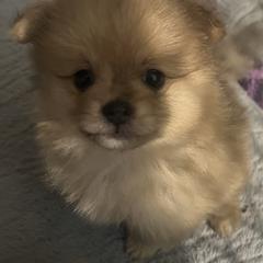Pomeranian Puppies from Twistedly Sweet Poms
