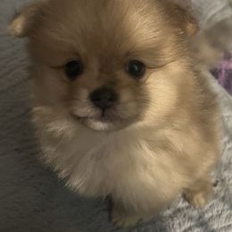 Pomeranian Puppies from Twistedly Sweet Poms