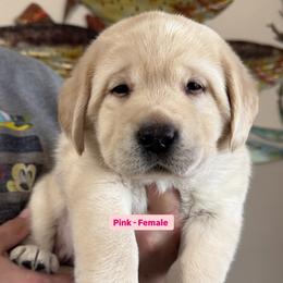 Labrador Retriever Puppies from Blue Line Labradors