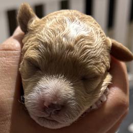 Bernedoodles, Cavapoos, Goldendoodles, Miniature Schnauzers, and Poodles from Alyssa Xxweetdoodles