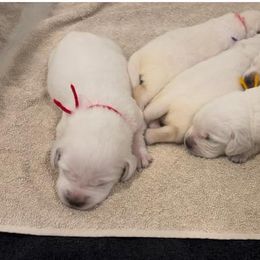 Boy 1 - Yellow male Labrador Retriever puppy in Hutto, Texas from Texas Bluebonnet Labs