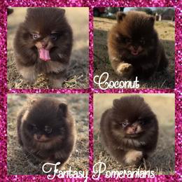 Coconut - Chocolate and tan female Pomeranian puppy in Anna, Texas from Fantasy Pomeranians & Fantasy Aussies