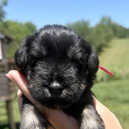 Dark Pink Girl - Black and silver female Miniature Schnauzer puppy in Floyd, Virginia from Little River Puppies