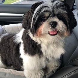 Shih Tzus from Donna Wilder's Shih Tzus