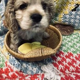 Blue Collar Boy - Cocker Spaniel puppy from Samuel's Cocker Spaniels