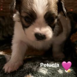 Petunia - White and sable female Papillon puppy in Salina, Utah from Desert Mountain Papillons