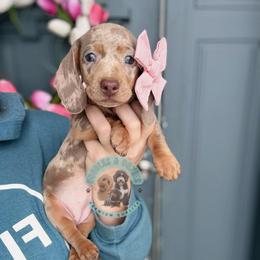 Schatzi - Dapple female Dachshund puppy in Marion, Ohio from Doodles & Doxies