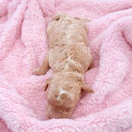 Maple - Apricot female Goldendoodle puppy in Rio Oso, California from PuppyBlossom